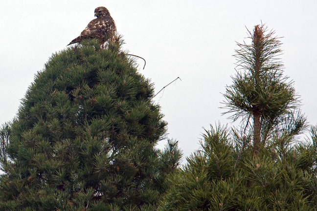 hawk in tree