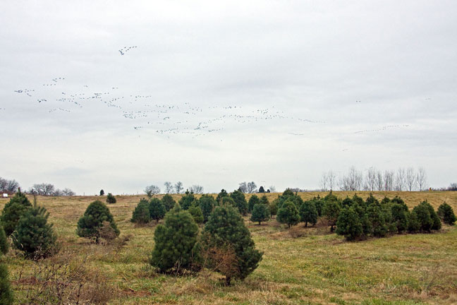 geese in flight.