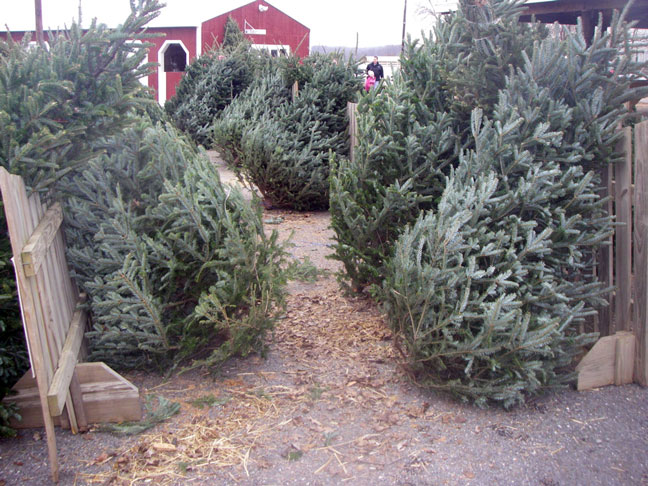 Christmas trees