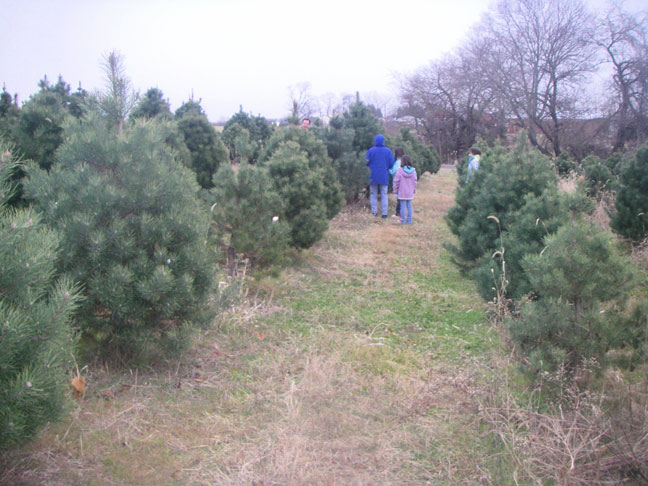 checking out trees