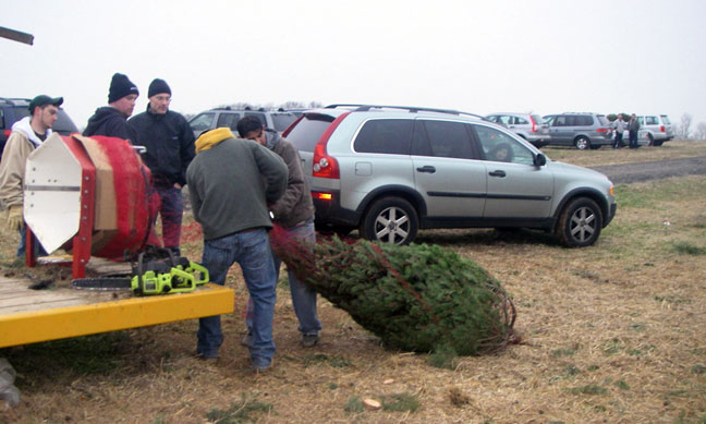 netting a tree