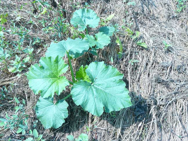 pumpkin plant