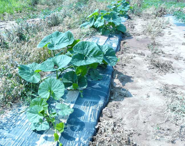 pumpkin plant