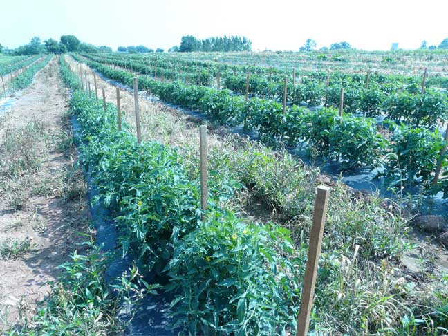 tomato rows