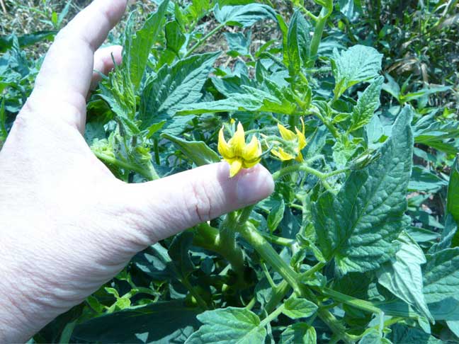 tomato blossoms