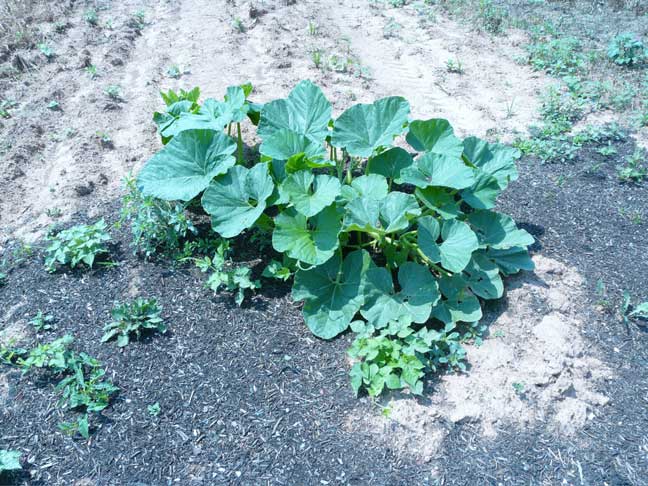 big pumpkin plant