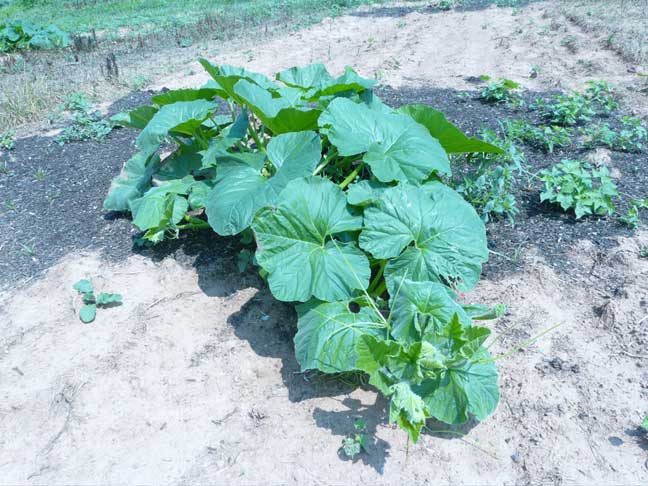 big pumpkin plant