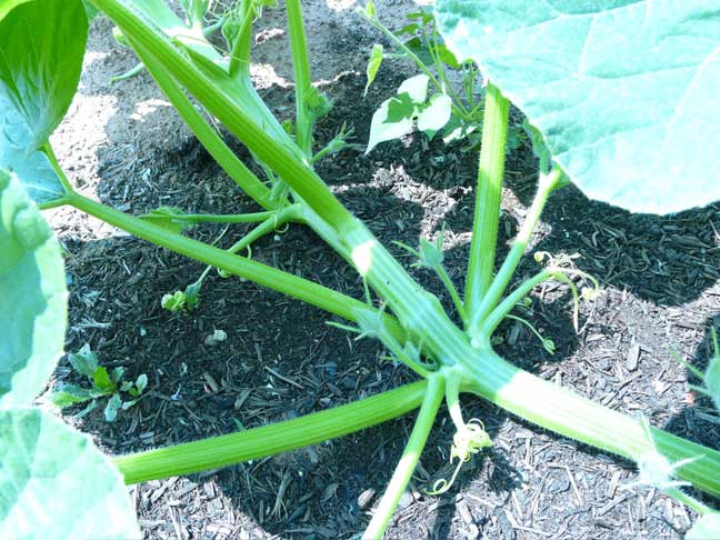 big pumpkin stems