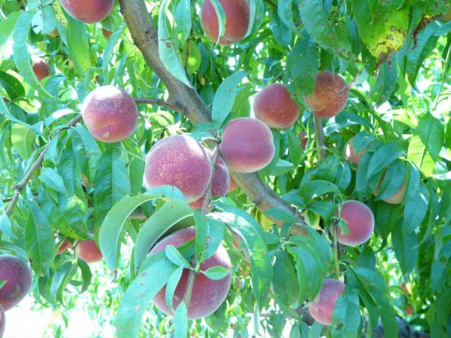 Peaches