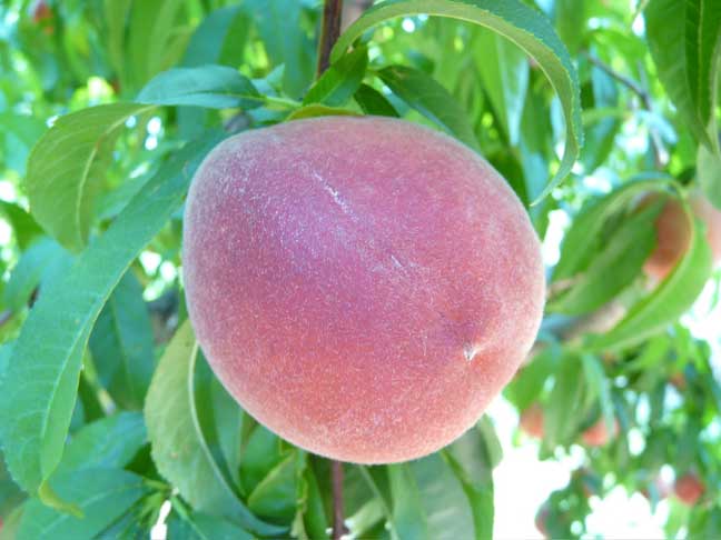 Peaches