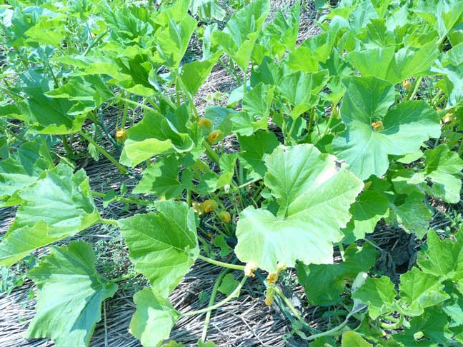 gourds