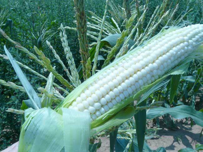 sweet corn