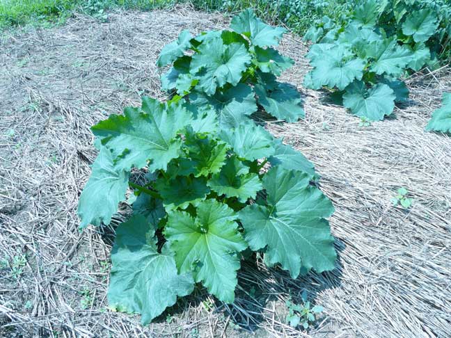 pumpkin plant