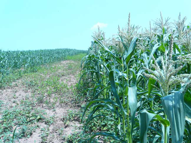 cornfields