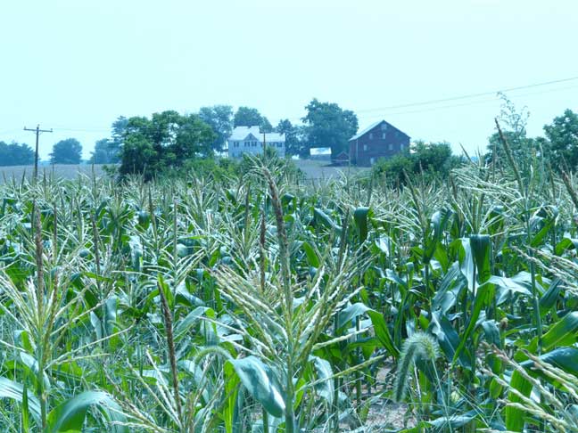 cornfields