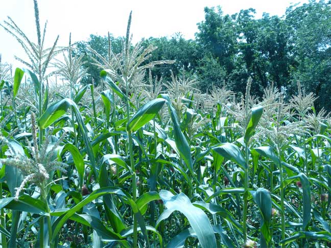 cornfields