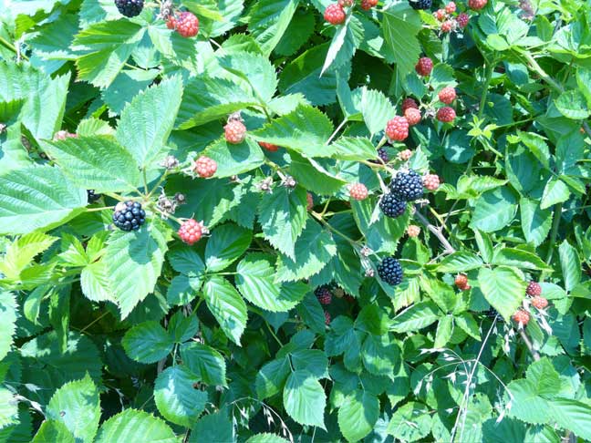 blackberries