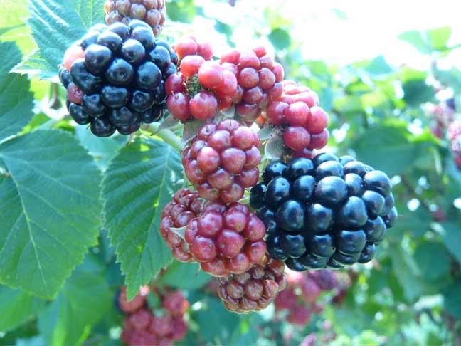 blackberries