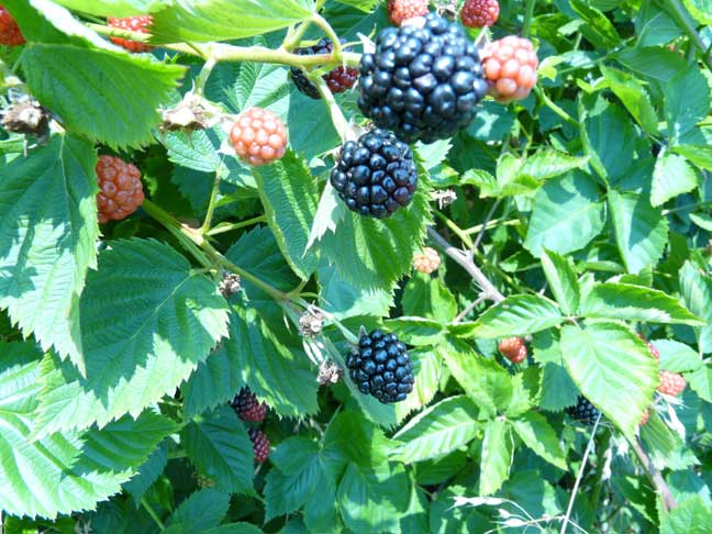 blackberries