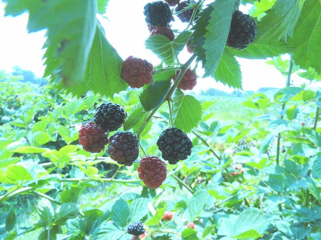 blackberries