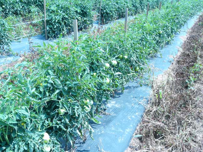 tomatoes
