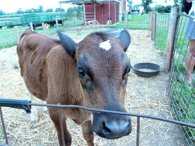 Elmo the calf