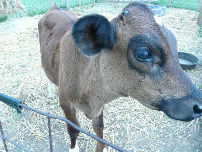 Elmo the calf