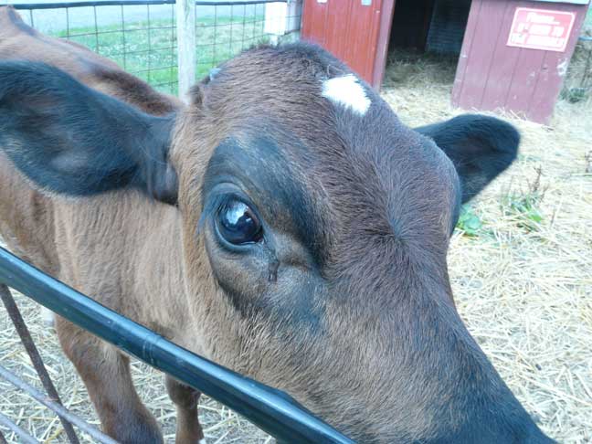 Elmo the calf