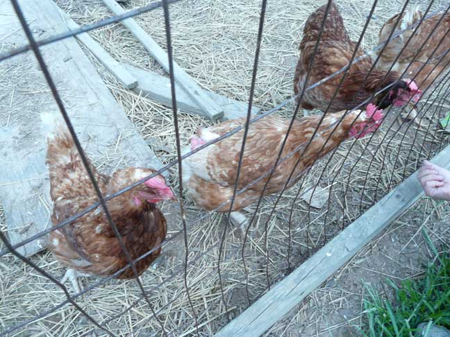 feeding chicken