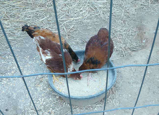 chickens