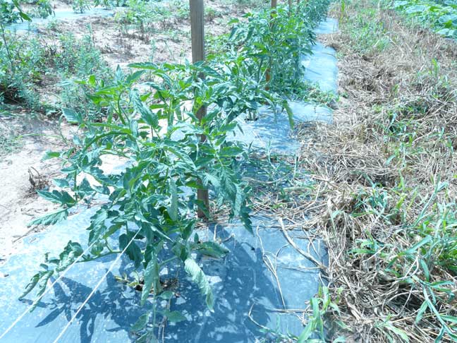 late bearing tomato plants