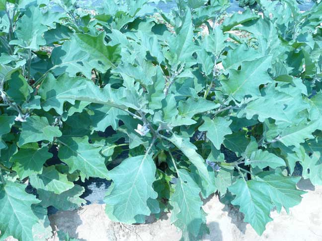 eggplant plants