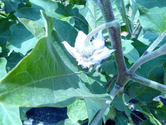 eggplant blossom