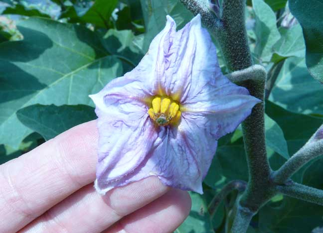 eggplant blossom