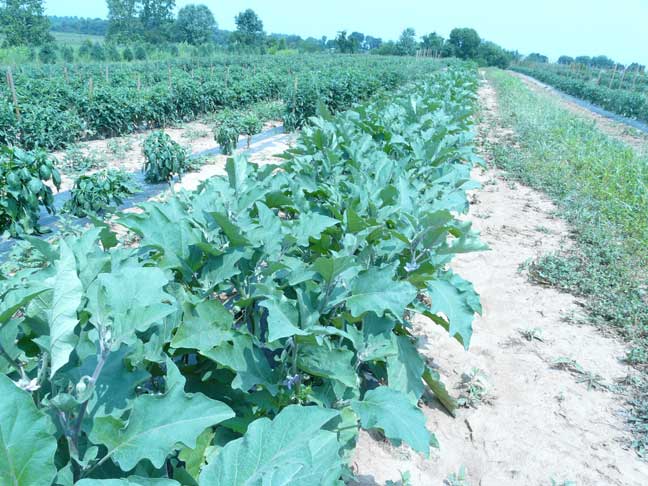 eggplant row