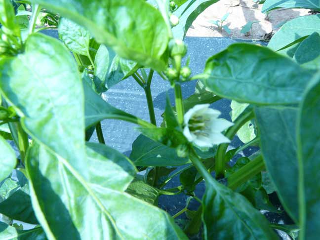 green pepper blossom