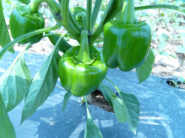 green peppers