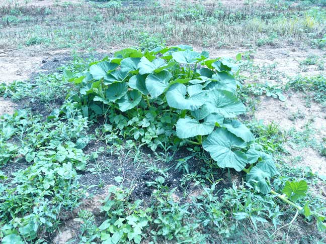 Giant pumpkin plants