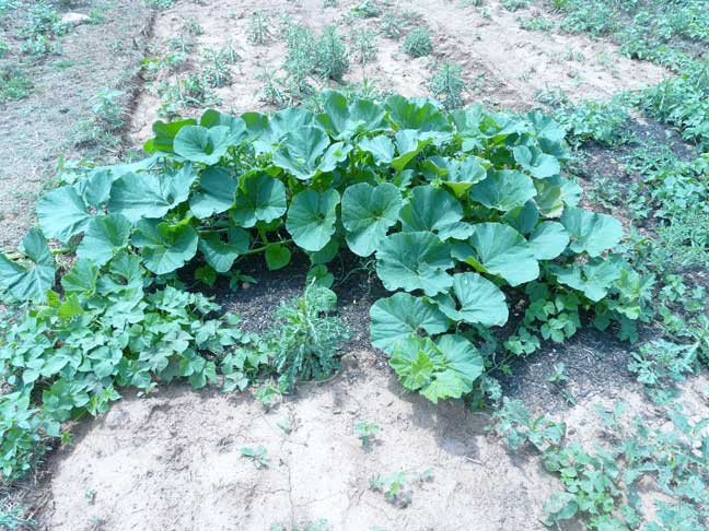 Giant pumpkin plants