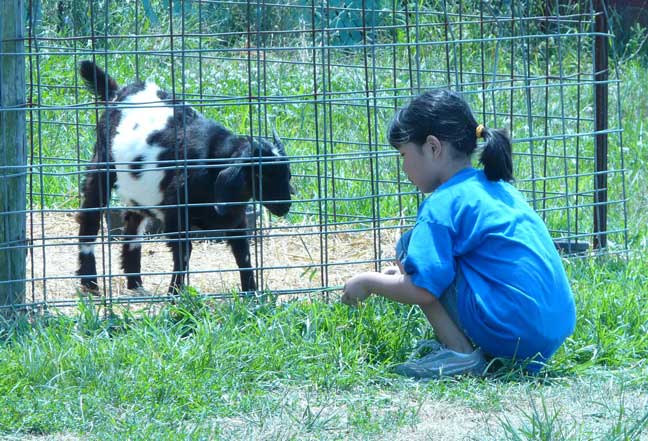 visiting goat