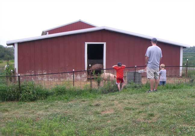 checking out the pigs