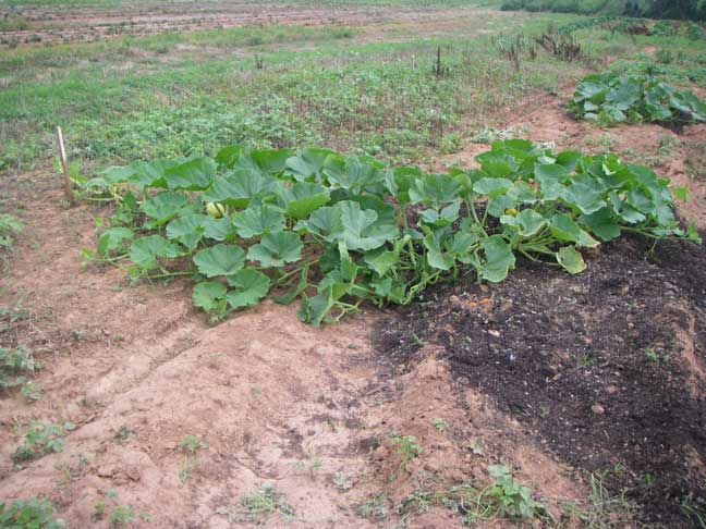 weeded giant pumpkin plants