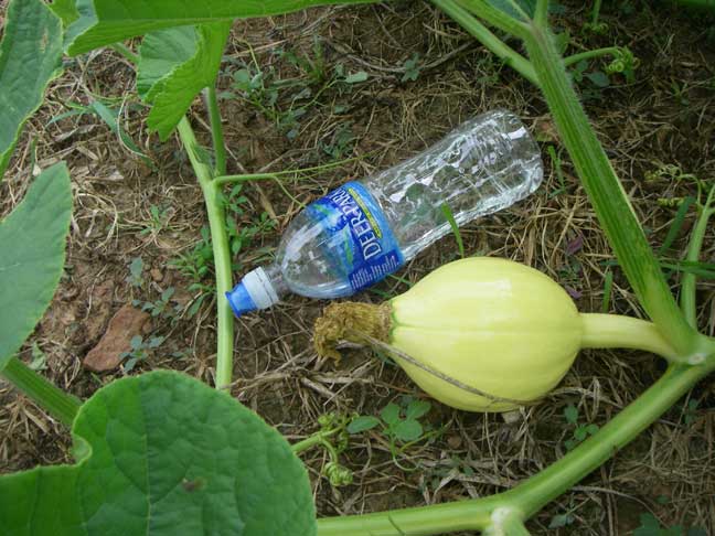 baby pumpkin