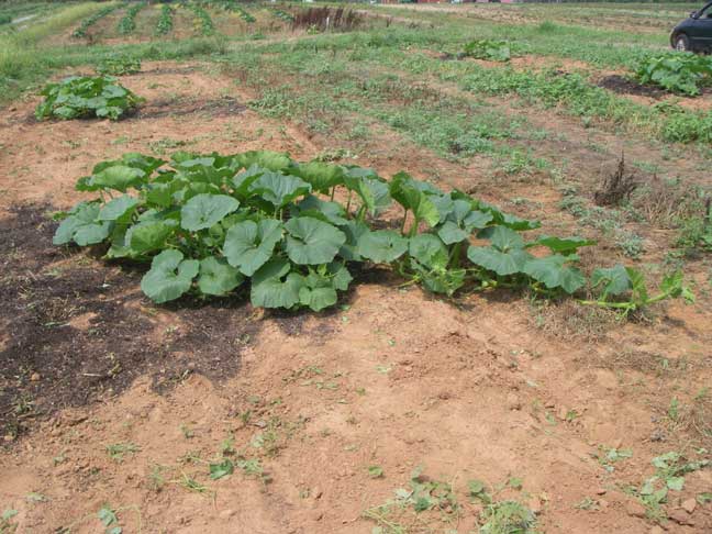 giant pumpkin