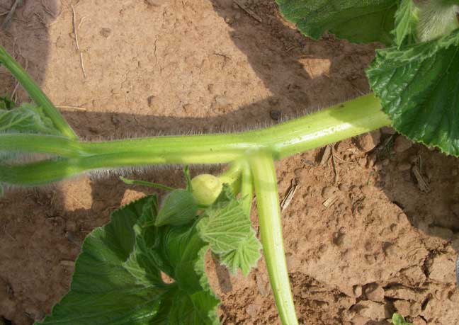 baby giant pumpkin