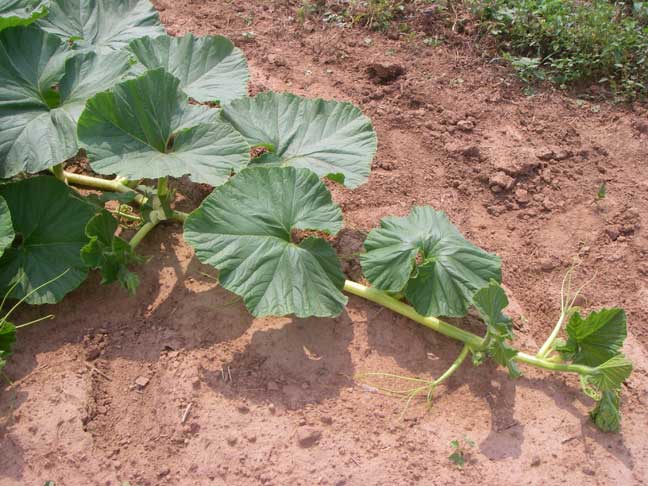 yellow vine - giant pumpkin