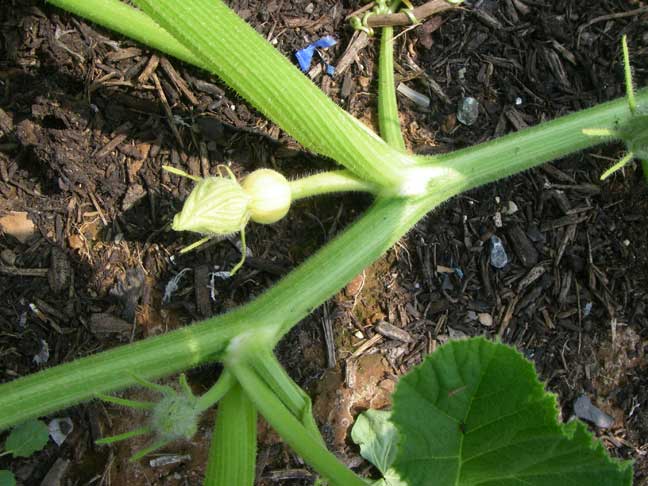 baby giant pumpkin