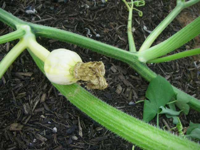 rotted baby giant pumpkin