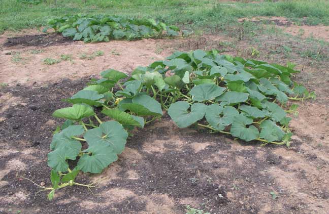 giant pumpkin plant