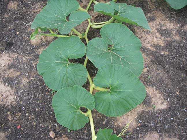 giant pumpkin vine